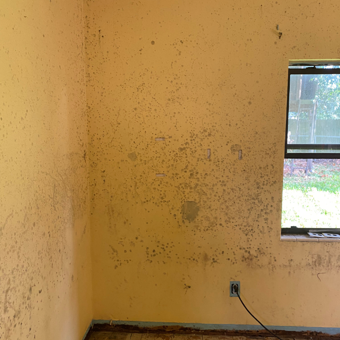 Mold Removal Orlando Florida