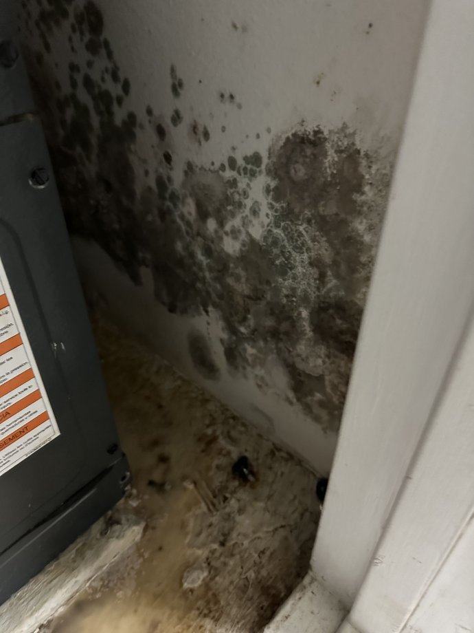 Mold Removal Orlando Florida